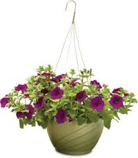 Hanging Basket Petunias Various colors in stock