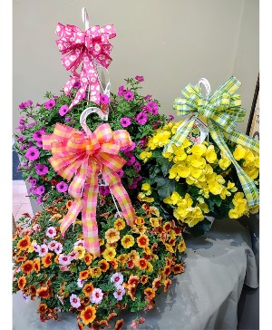 Hanging Basket Assorted Plants