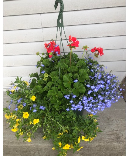 Hanging Basket Plant