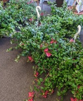 SOLD  Hanging Basket Plant of Fushia NFS-P16