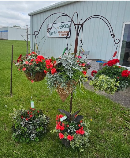 Hanging Basket Planters/Patio Pots Plants