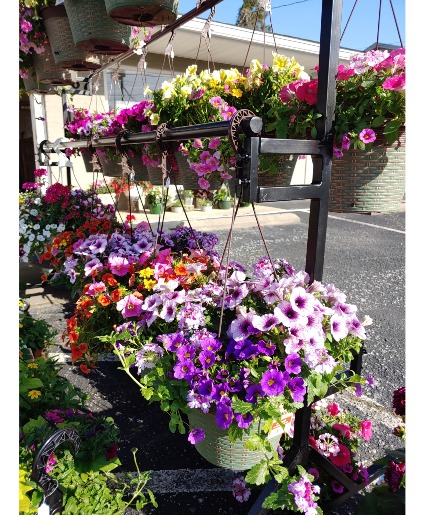 Hanging Basket Seasonal Live Plants
