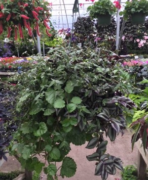 Mixed Shady Basket 1 for $35, 2 for $60