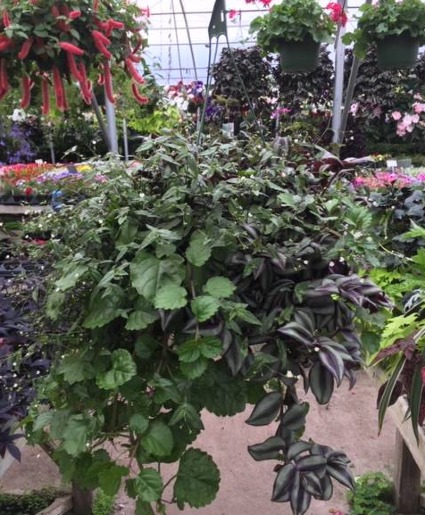 Mixed Shady Basket 1 for $35, 2 for $60