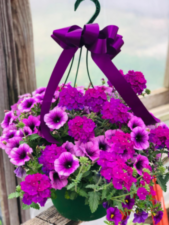 Hanging Basket- Sun  color and flower type vary