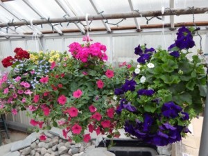 Hanging Baskets 