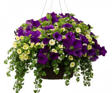 HANGING BASKETS 