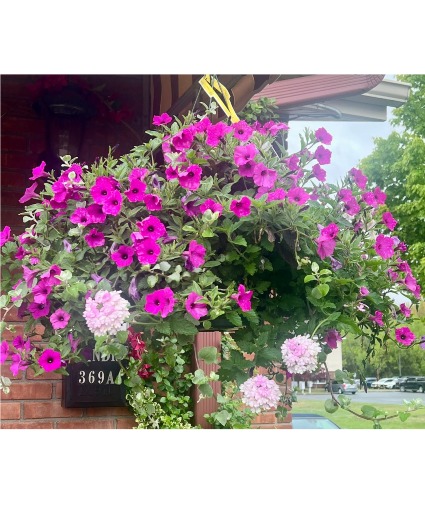 Hanging Baskets 3 plant combo 12 inch! 3 plant combo