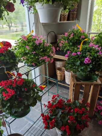  Assorted Hanging Baskets Potted Plant