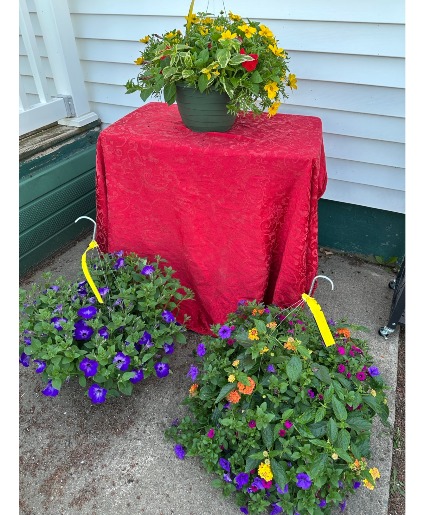 Hanging Baskets /Sun Hanging Baskets