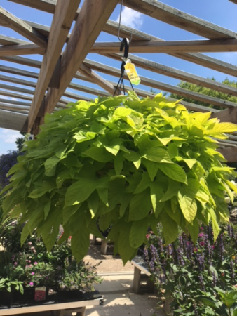 Plant - Hanging Baskets Sun-Part Shade (Sweet Potato Vine is shown) in  Cherokee, IA - Blooming House