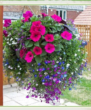 Hanging Blooming Basket  Blooming Plant