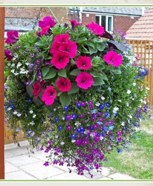 Hanging Blooming Basket  Blooming Plant