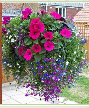 Hanging Blooming Basket  Blooming Plant 