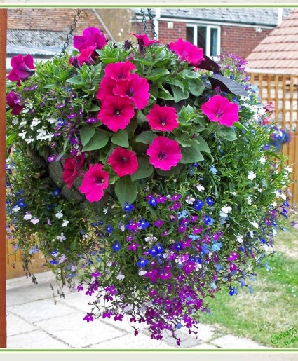 Hanging Blooming Basket  Blooming Plant 