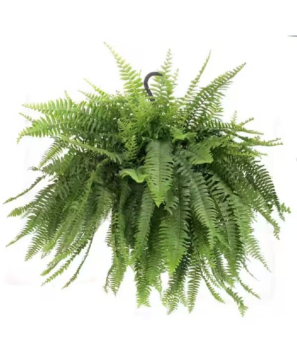 Hanging Boston Fern 