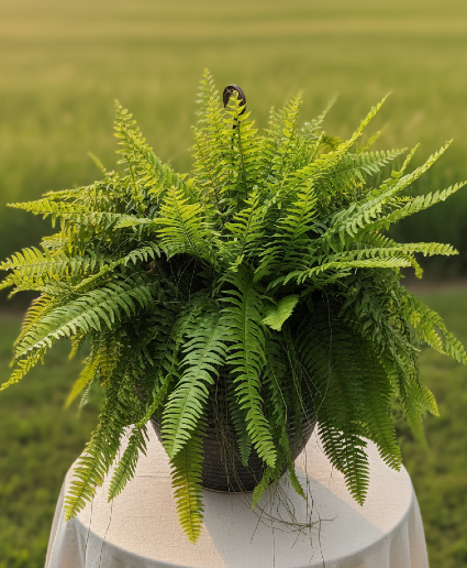 Hanging Boston Fern