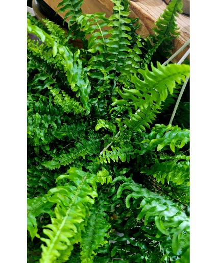 Hanging Boston Fern 