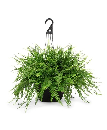 Hanging Boston Fern Plant 