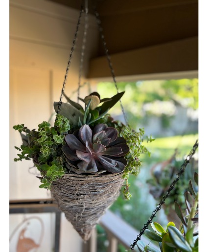 hanging cone succulent planter succulent 
