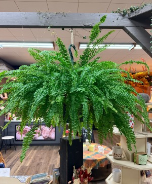 Hanging Fern 