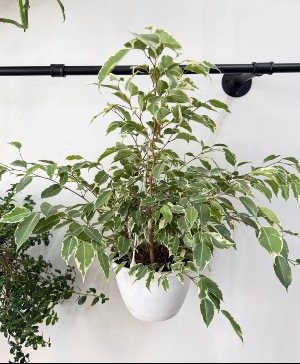Hanging Ficus Benjamina  