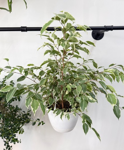 Hanging Ficus Benjamina  