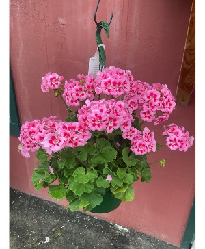 Hanging flowering baskets 
