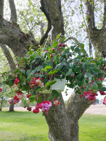 Hanging Fuchsia Basket 