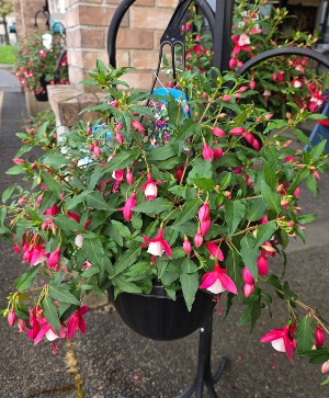 Hanging Fucshia 