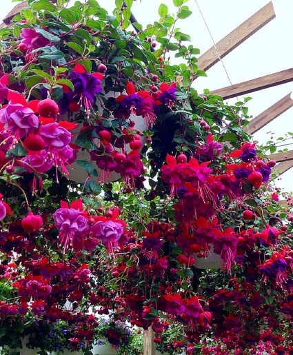 Hanging Fuchsia  Hanging Basket
