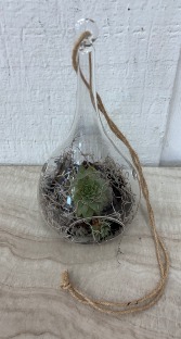 Hanging Glass Terrarium 