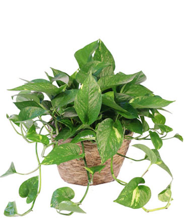 Hanging Golden Pothos House Plant in Hermann, MO | Terraflora Botanicals & Gifts