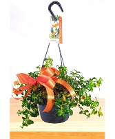 Hanging Goldfish  Plant 