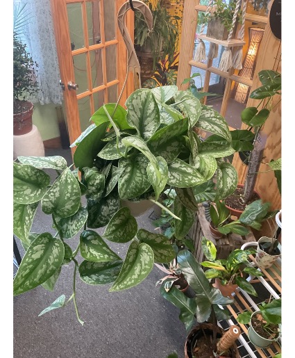 Hanging green plants 