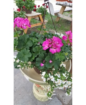 Hanging outdoor basket plant