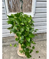 Hanging Pothos Green Plant Green Plant 