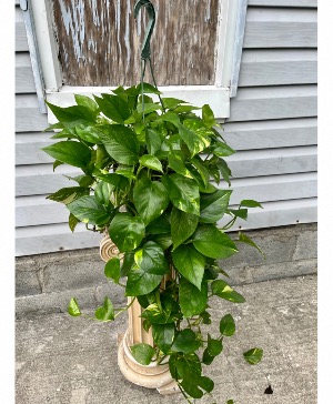 Hanging Pothos Green Plant Green Plant 