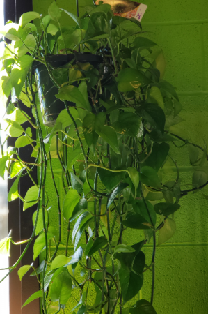HANGING POTHOS
