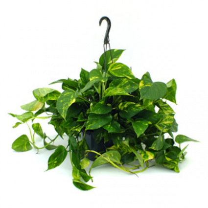 Hanging Pothos Plant basket