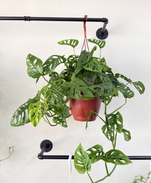 Hanging Swiss Cheese Plant 
