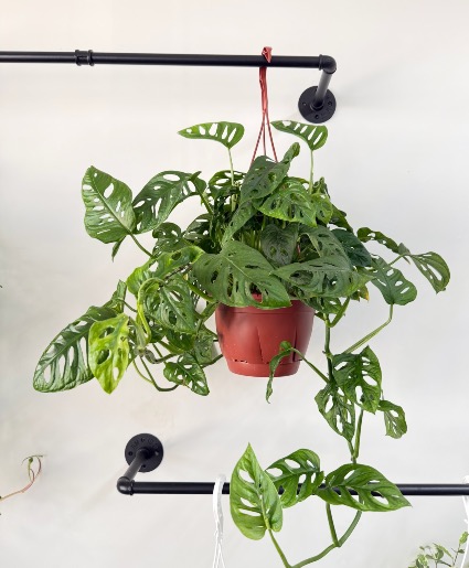Hanging Swiss Cheese Plant 