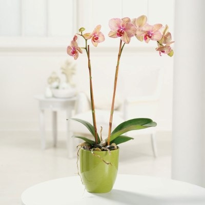 Happy Hues Phalaenopsis Orchid Orchid Plant