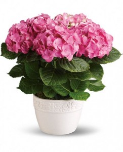 Happy Hydrangea BLOOMING PLANT