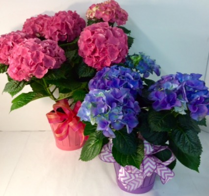 Happy Hydrangea Blooming Plant 