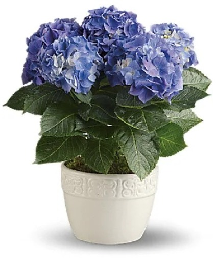 Happy Hydrangea- Blue Arrangement