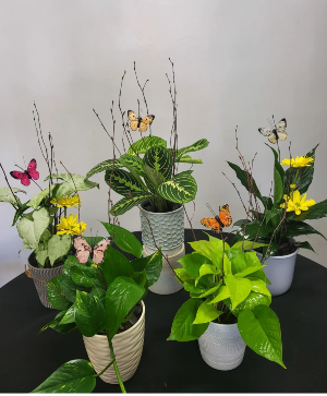 Happy Little Plants Live Green Plants in Ceramic Container