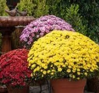 Decorated Hardy Chrysanthemum Plant