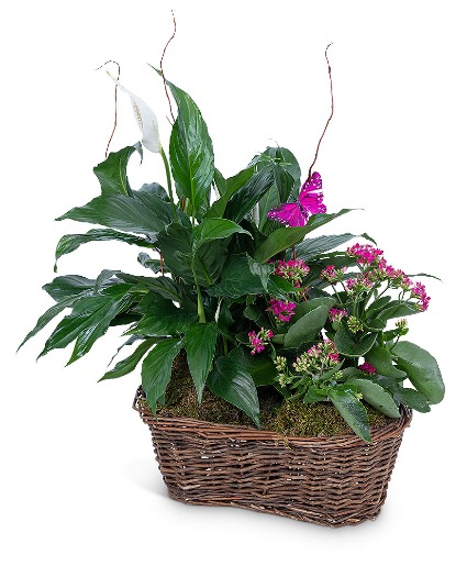 Harmony Basket with Butterflies Potted Plant