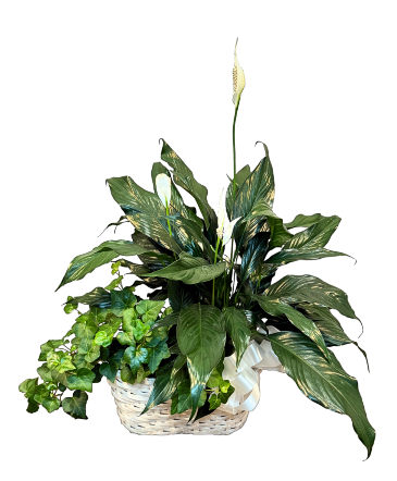 Harmony Green Basket  in Charlotte, NC | Flowers Plus